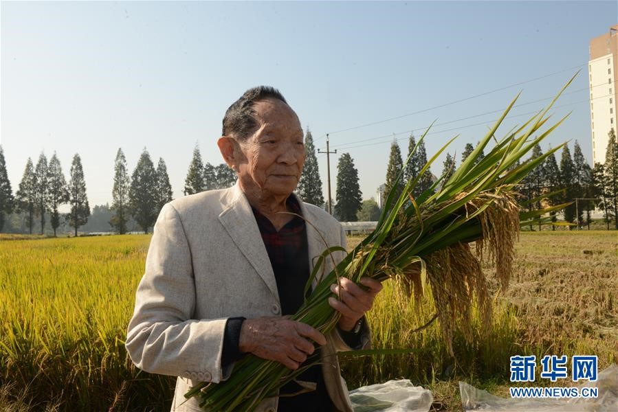 稻谷里的爱国情怀—“杂交水稻之父”袁隆平