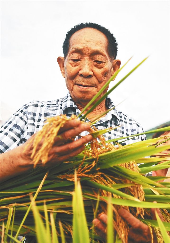 稻谷里的爱国情怀—“杂交水稻之父”袁隆平